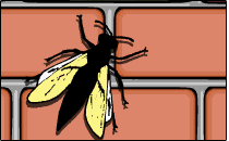 fly on a wall