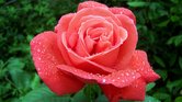 Pink rose