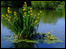 James Steel Park Lake in Washington. By Keith Cokerill
