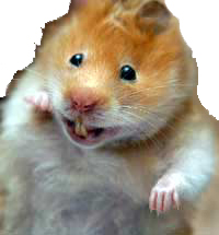 Rat