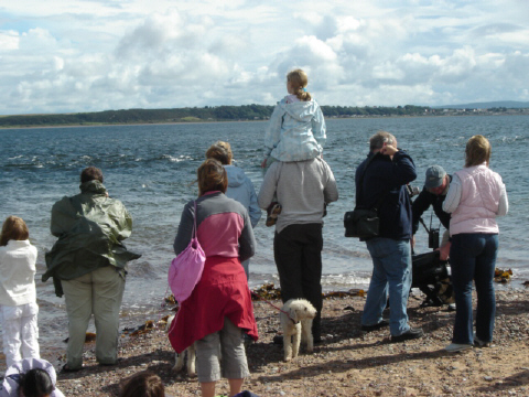 dolphin watchers