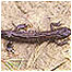 Newt