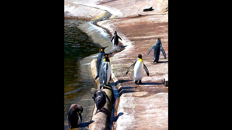 Penguins aig Sutha Dhùn Èideann