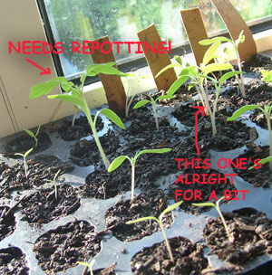 repotting.jpg