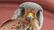 A kestrel by Ashley Cohen