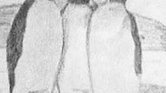 Penguins