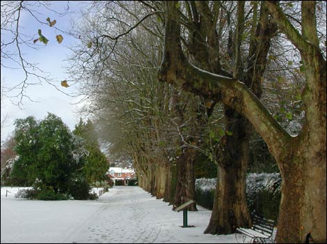 Plane trees