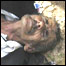 گار گرفتگی