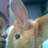 Jake's Bunny