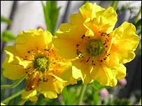 Yellow Geums