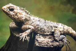 lizard.jpg