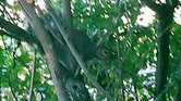 Squirrel In Camouflage... Squirrel In Camouflage...