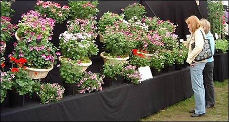 Geraniums