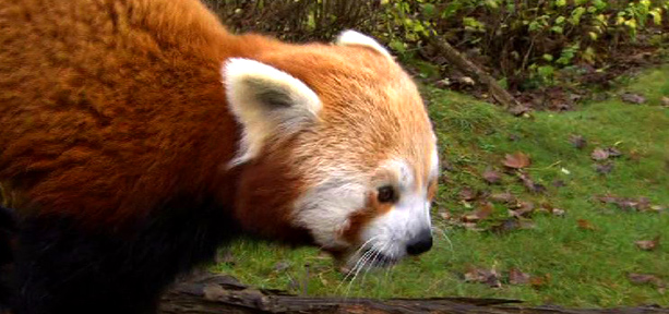 Red panda