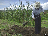 Agricultor trabalha a terra