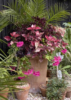 massive pot