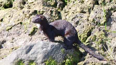 mink1_llandanwg.jpg