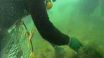 A Seri indian fishing for scallops