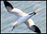 Gannet in dive