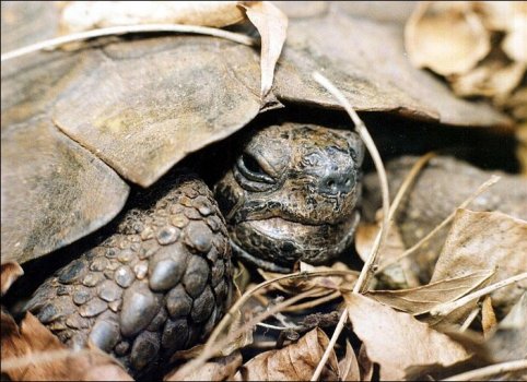 tortoise