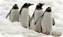 penguins.jpg