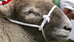 Day 4 - A close-up sheep