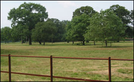 Field