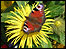 Beautiful Butterfly