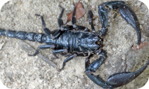 scorpion.jpg