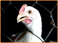 A chicken