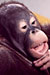 CBBC Wild