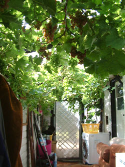Muscat Hamburg vine