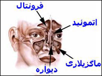 سينوزيت