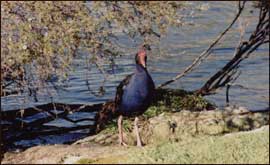 A Pukeko near Lake Rotorua