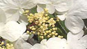 Viburnam plicatum 'Mariesii'