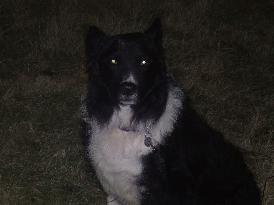 Moonlit Mac