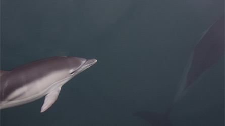 dolphin.jpg