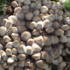 Abundance of everything this autumn: cyclamen, arum lily berries, rose hips & masses of toadstools...