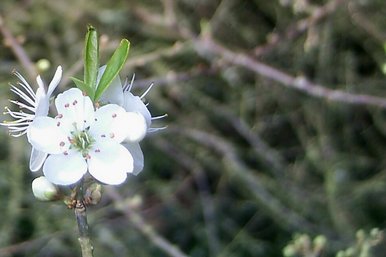 December bloom