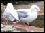 Seabirds