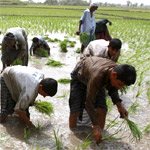blo_wusat_pak_farmer_150.jpg