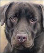 Close up of dog 