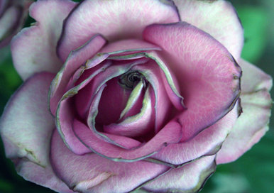 Dying rose