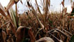 Maize maze