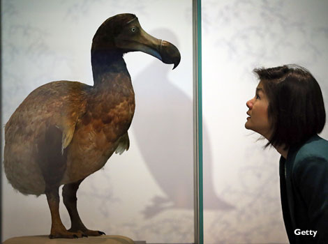 A dodo