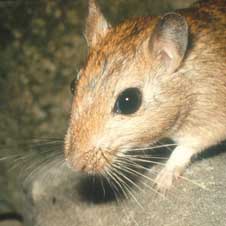 gerbil_cropped.jpg