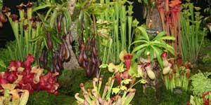 carnivorous_300x150.jpg