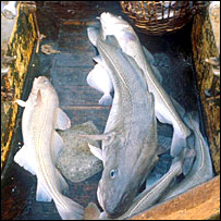Cod