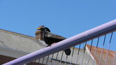 Bird On Blast... Bird On Blast...
