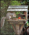 squirrel